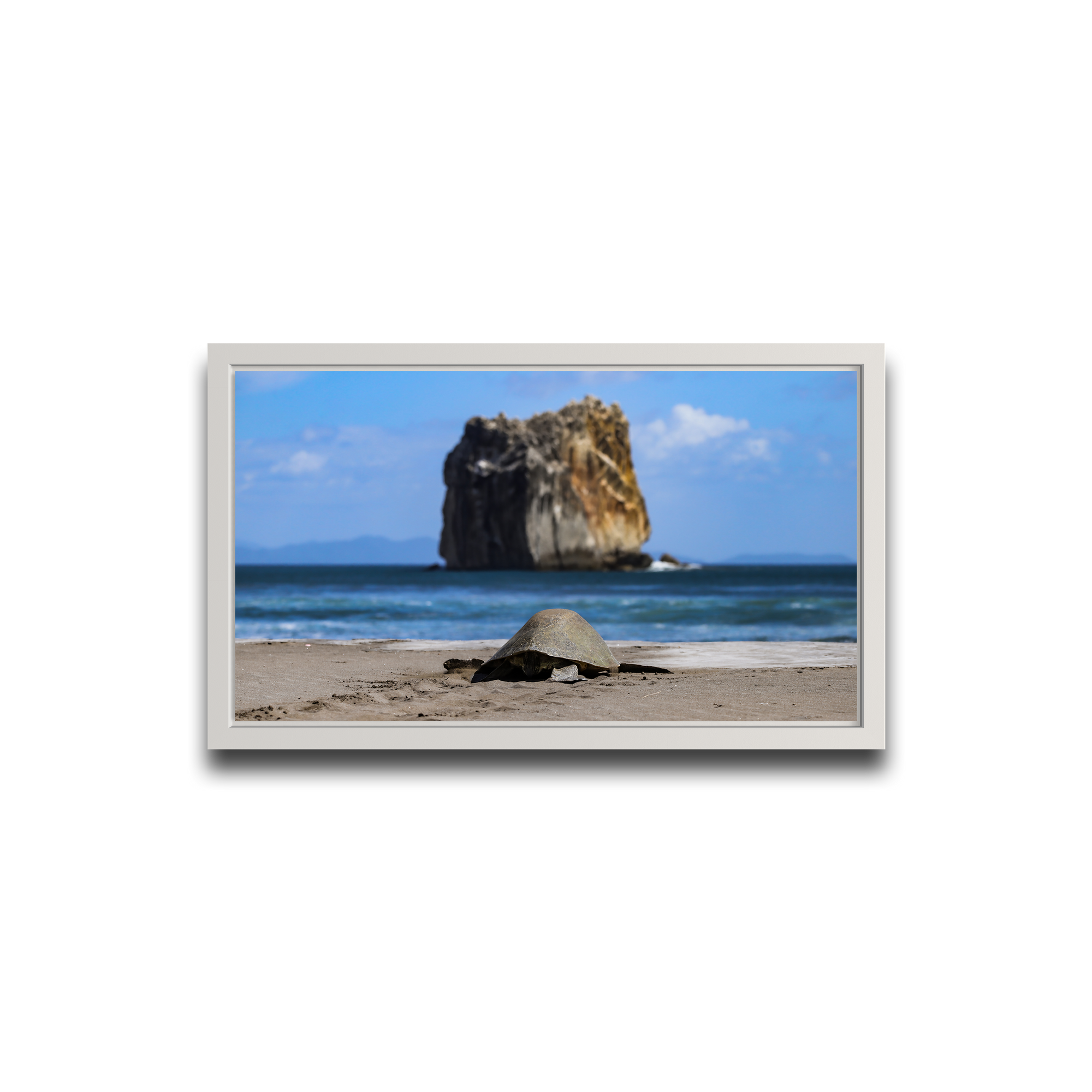 Tortuga en Peña Bruja