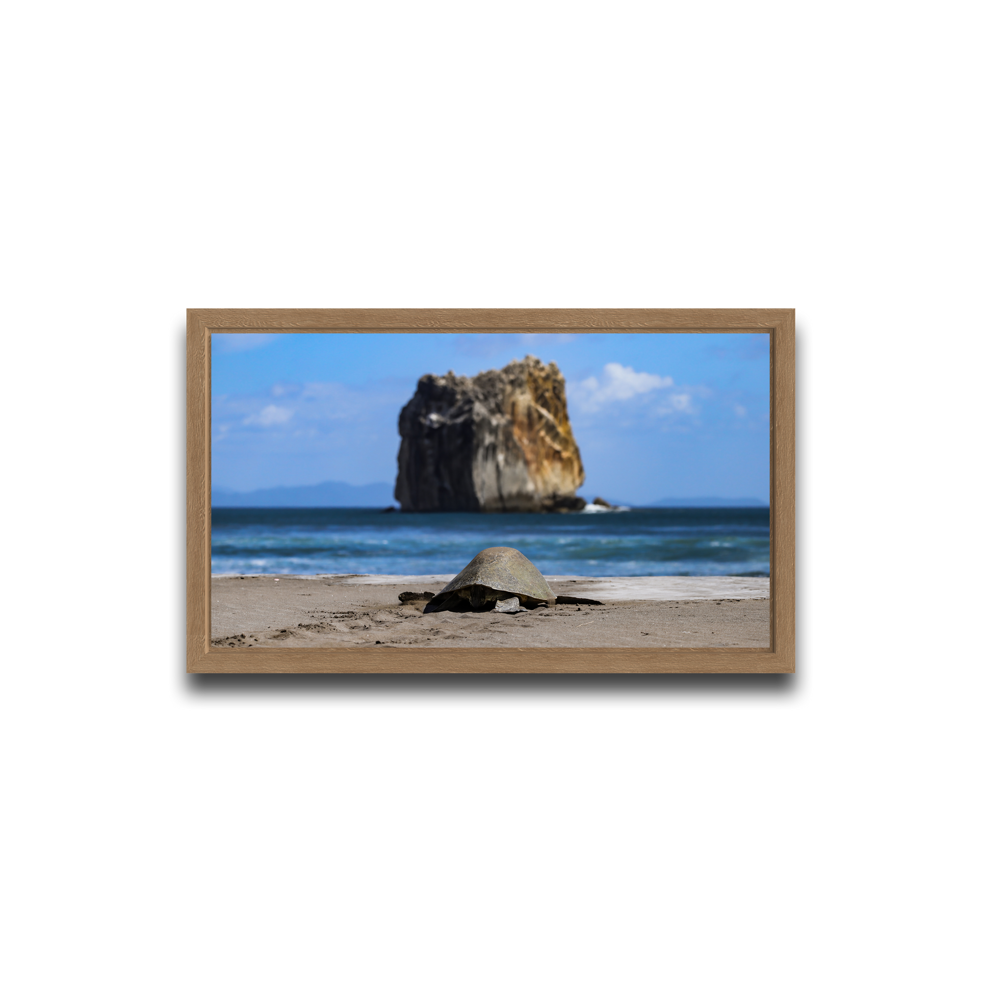 Tortuga en Peña Bruja