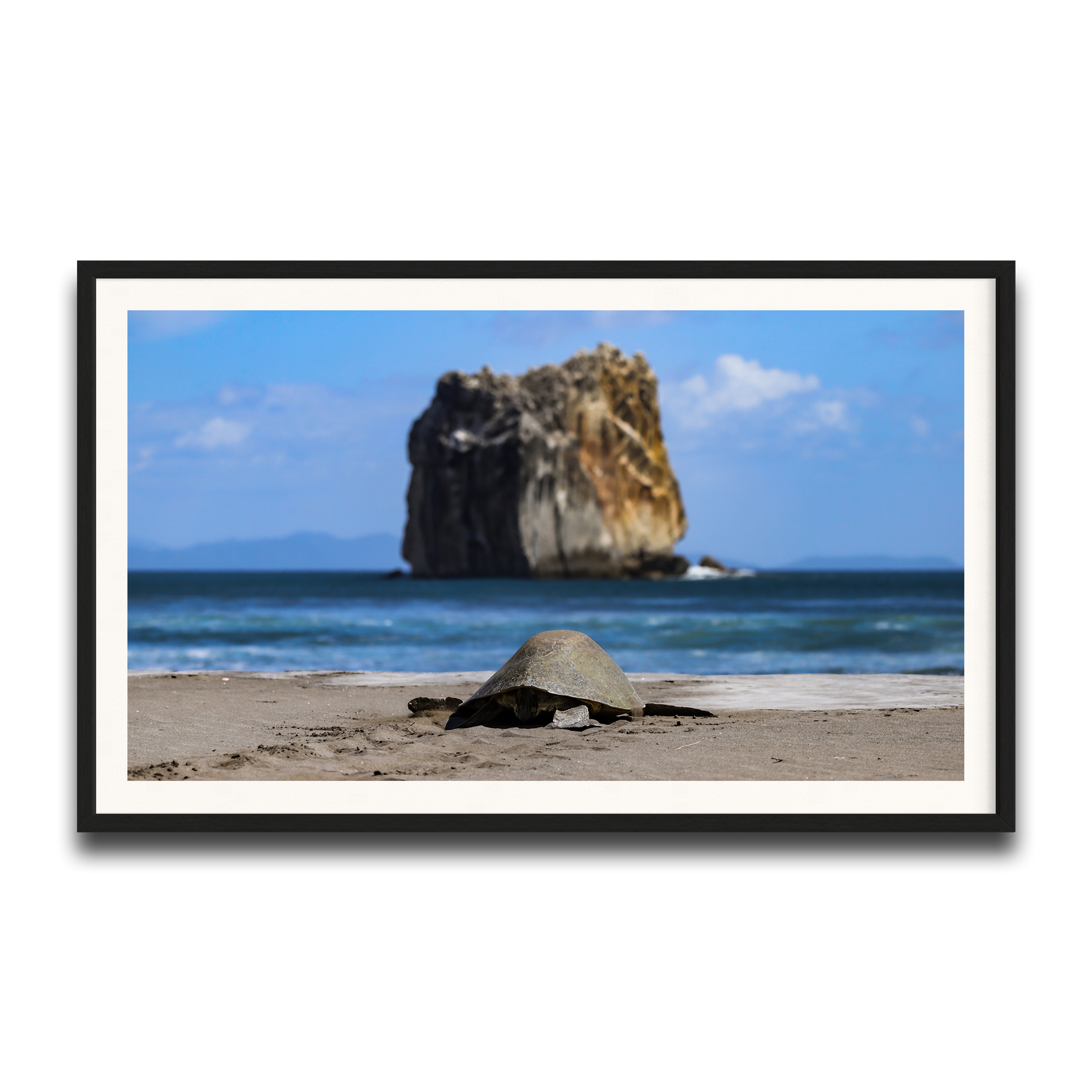 Tortuga en Peña Bruja