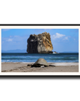 Tortuga en Peña Bruja