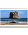 Tortuga en Peña Bruja