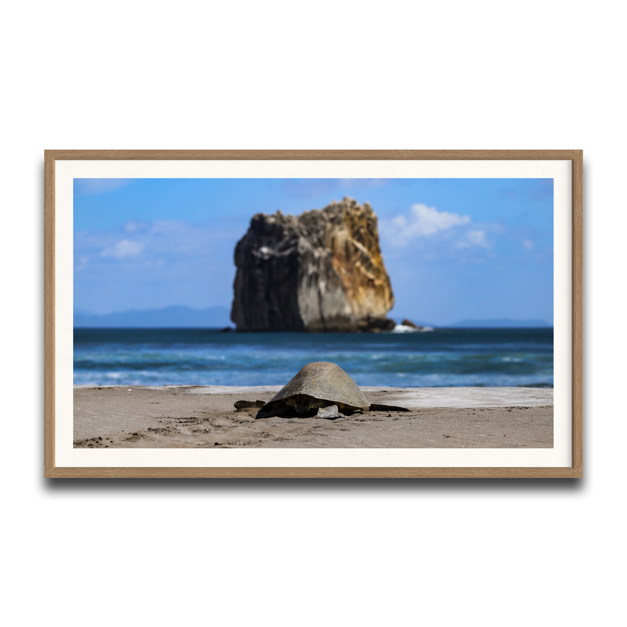 Tortuga en Peña Bruja