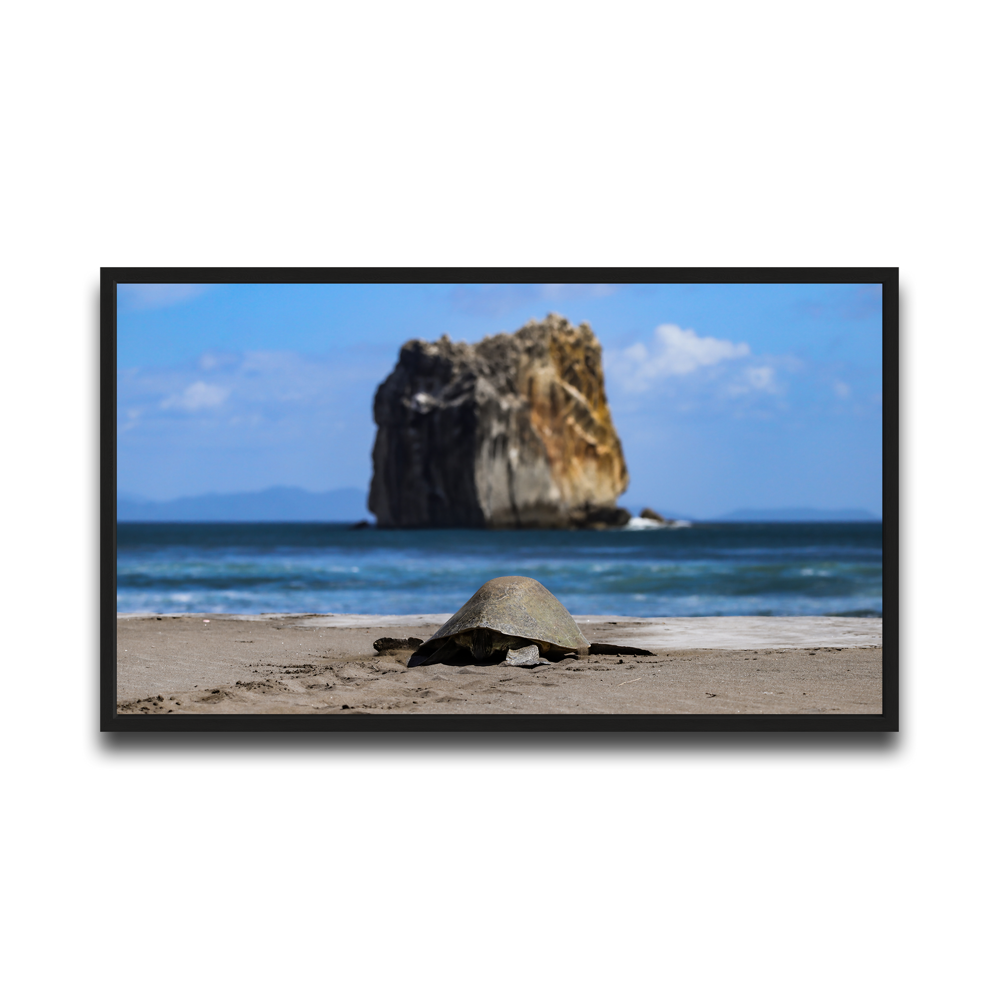 Tortuga en Peña Bruja