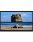 Tortuga en Peña Bruja