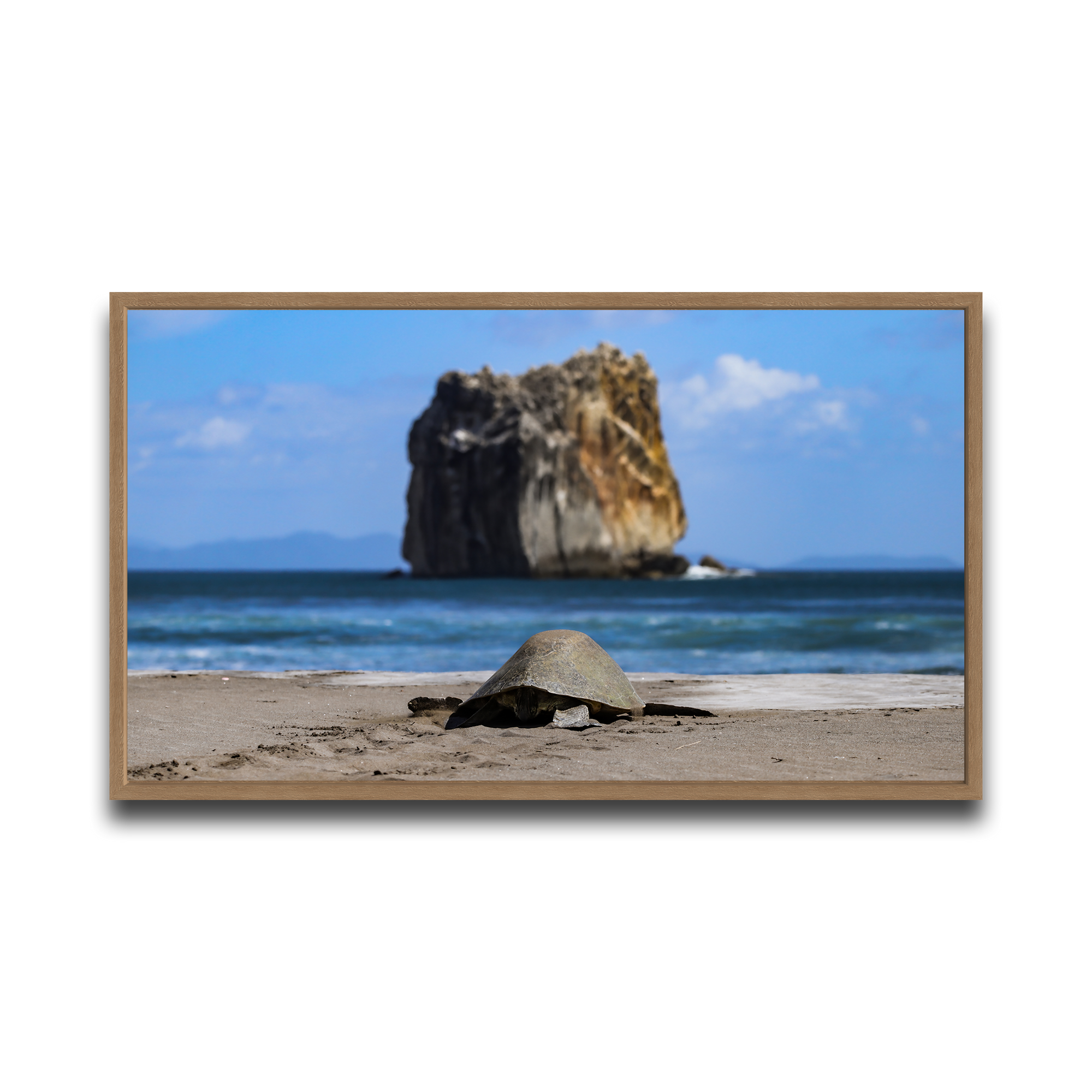 Tortuga en Peña Bruja