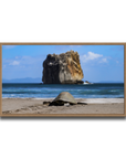 Tortuga en Peña Bruja