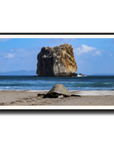 Tortuga en Peña Bruja