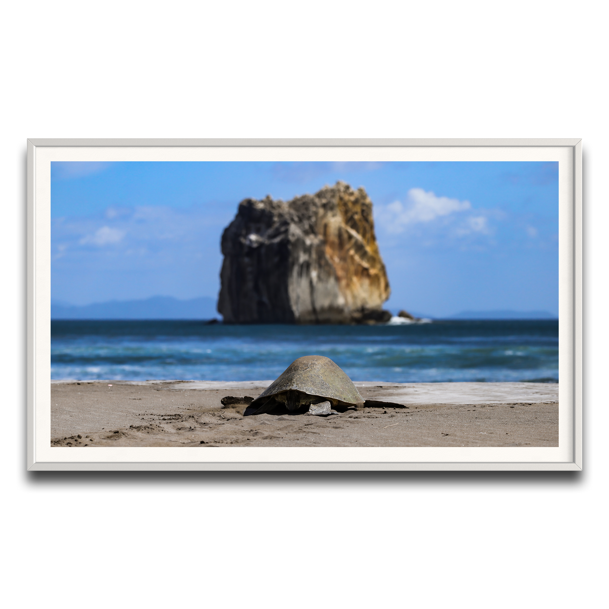 Tortuga en Peña Bruja