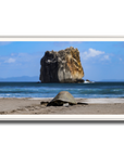 Tortuga en Peña Bruja