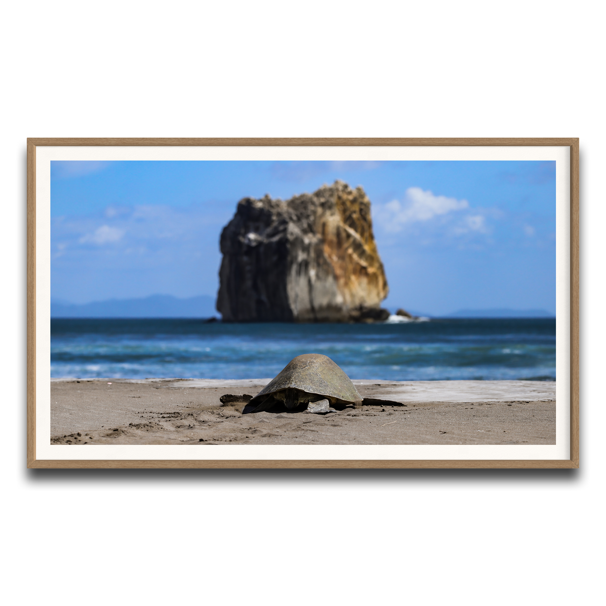 Tortuga en Peña Bruja