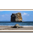 Tortuga en Peña Bruja