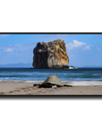 Tortuga en Peña Bruja
