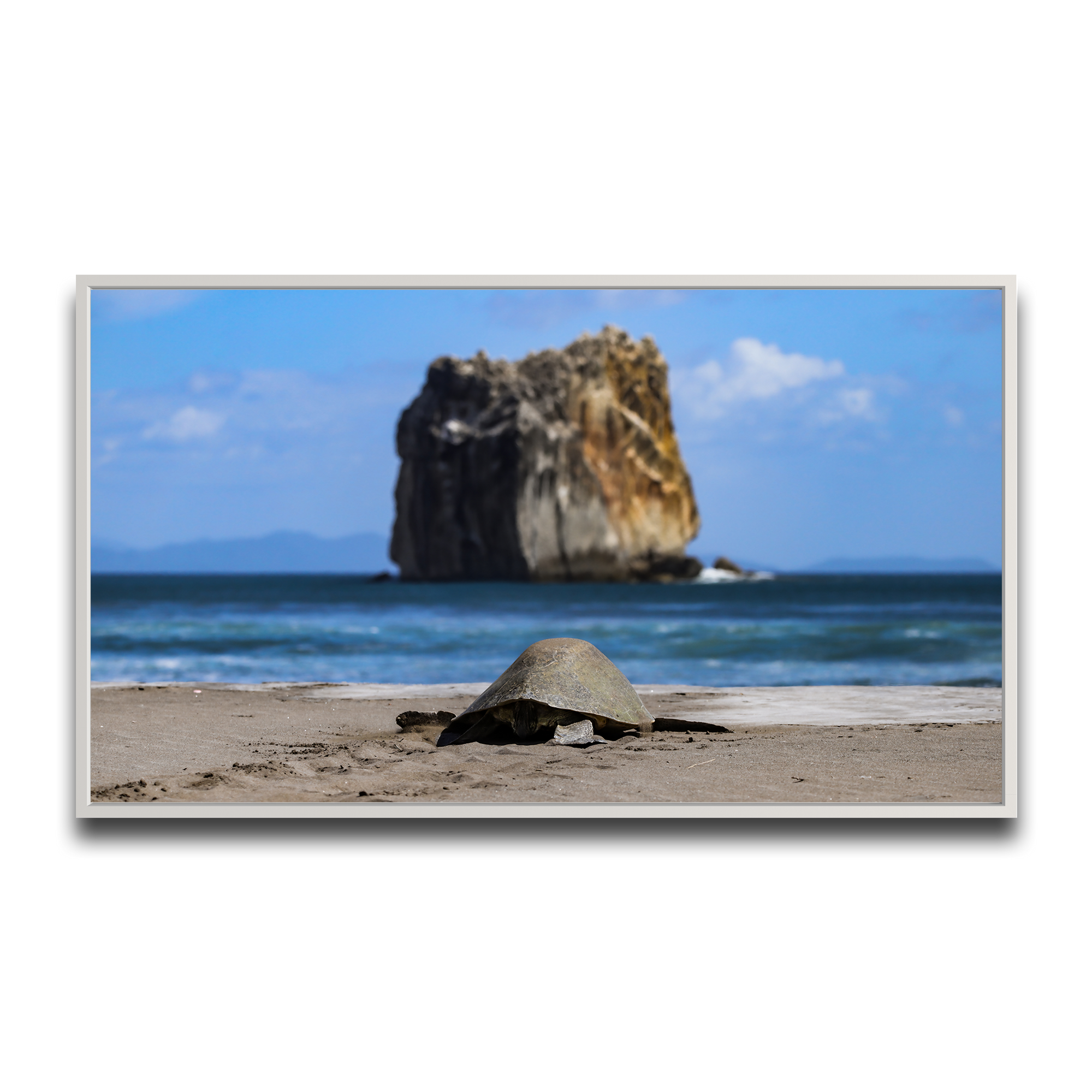 Tortuga en Peña Bruja