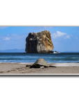 Tortuga en Peña Bruja