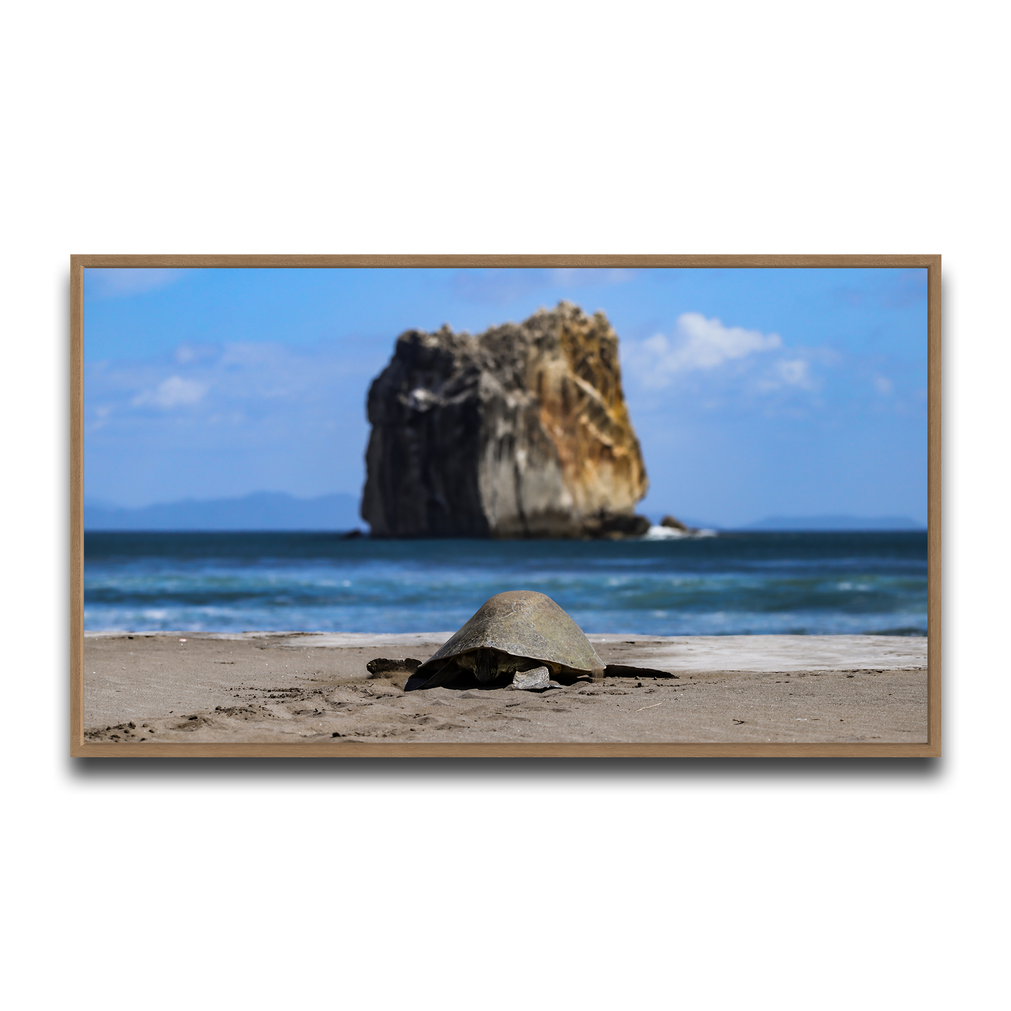 Tortuga en Peña Bruja