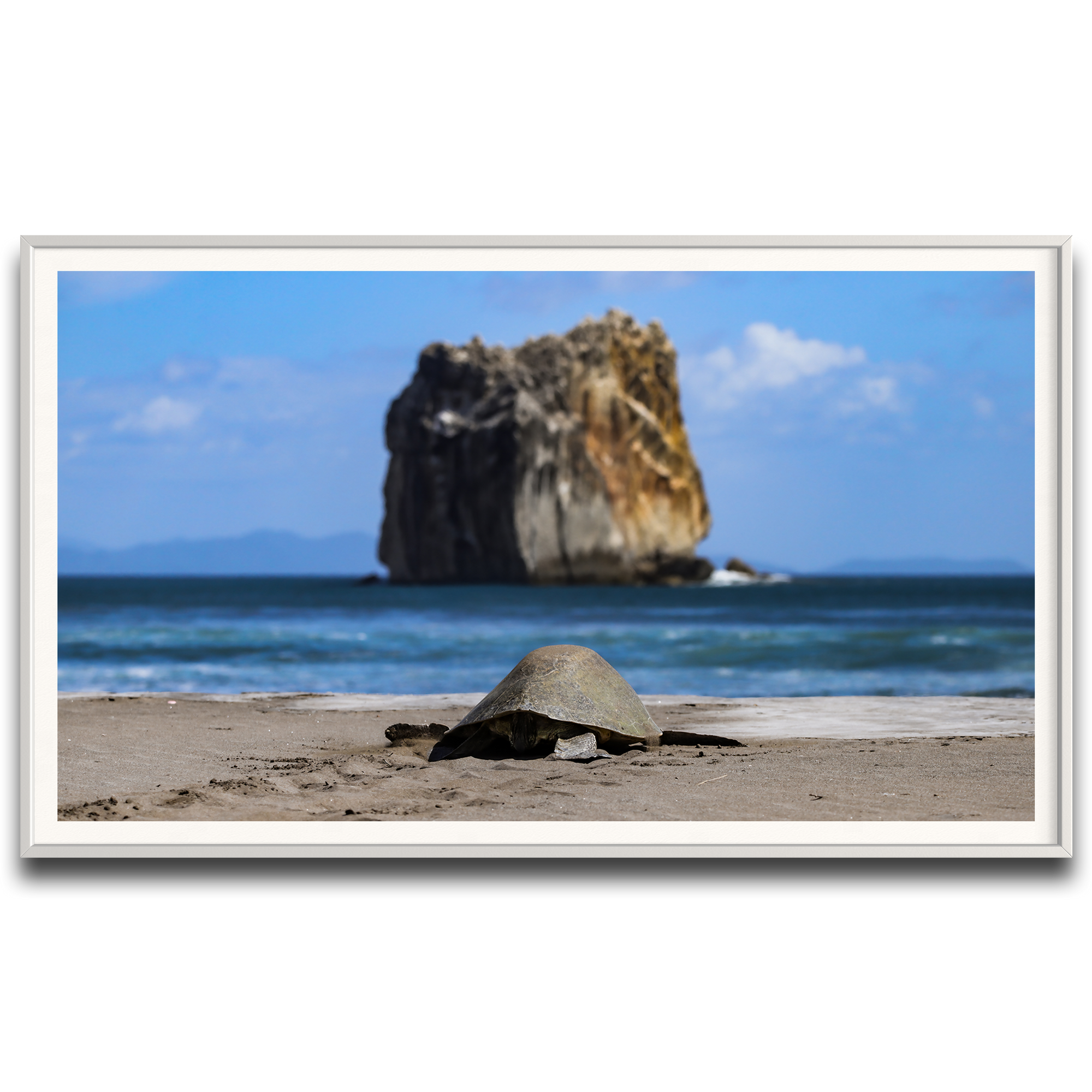Tortuga en Peña Bruja