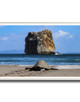 Tortuga en Peña Bruja