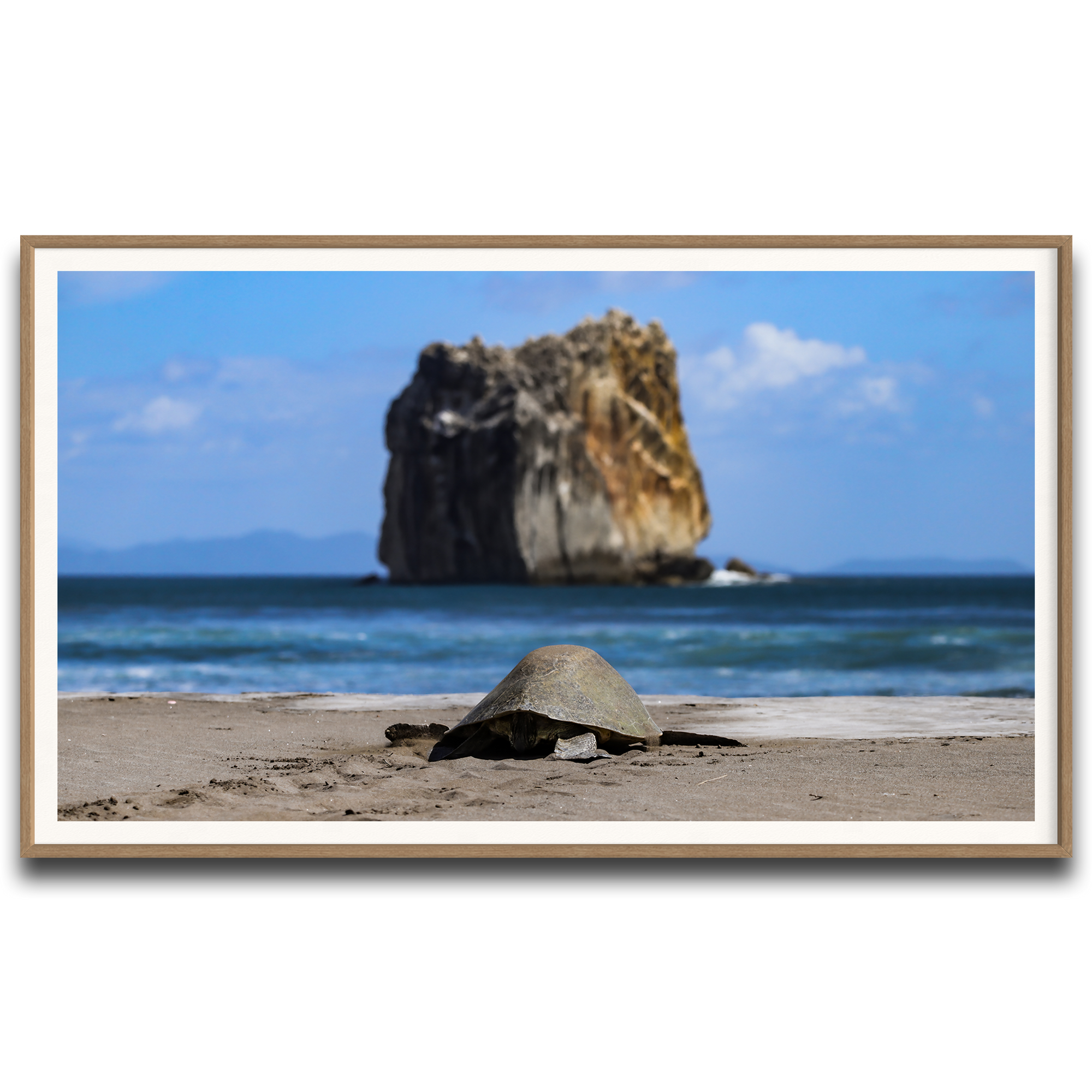 Tortuga en Peña Bruja