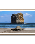 Tortuga en Peña Bruja