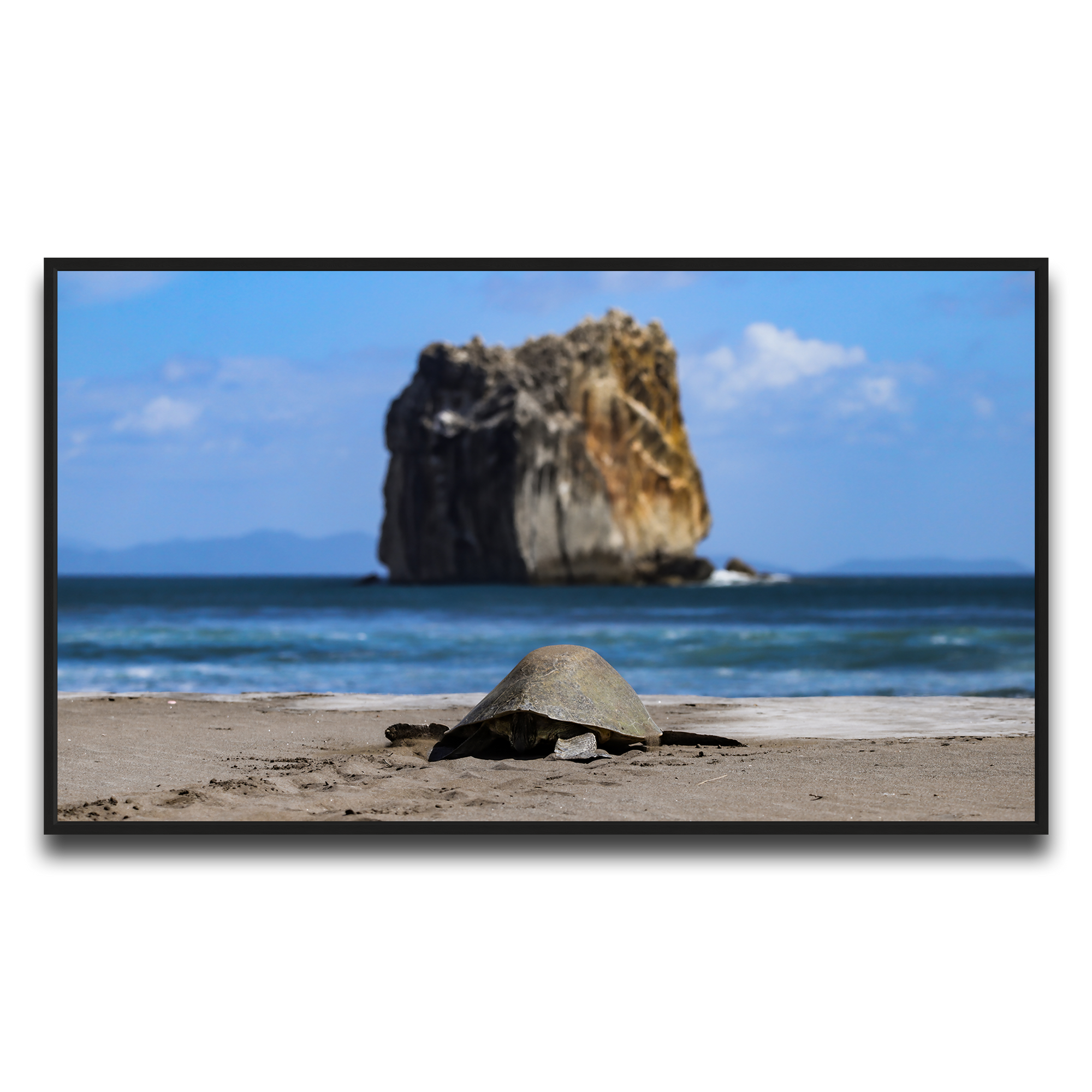 Tortuga en Peña Bruja