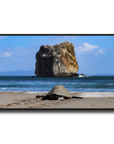 Tortuga en Peña Bruja