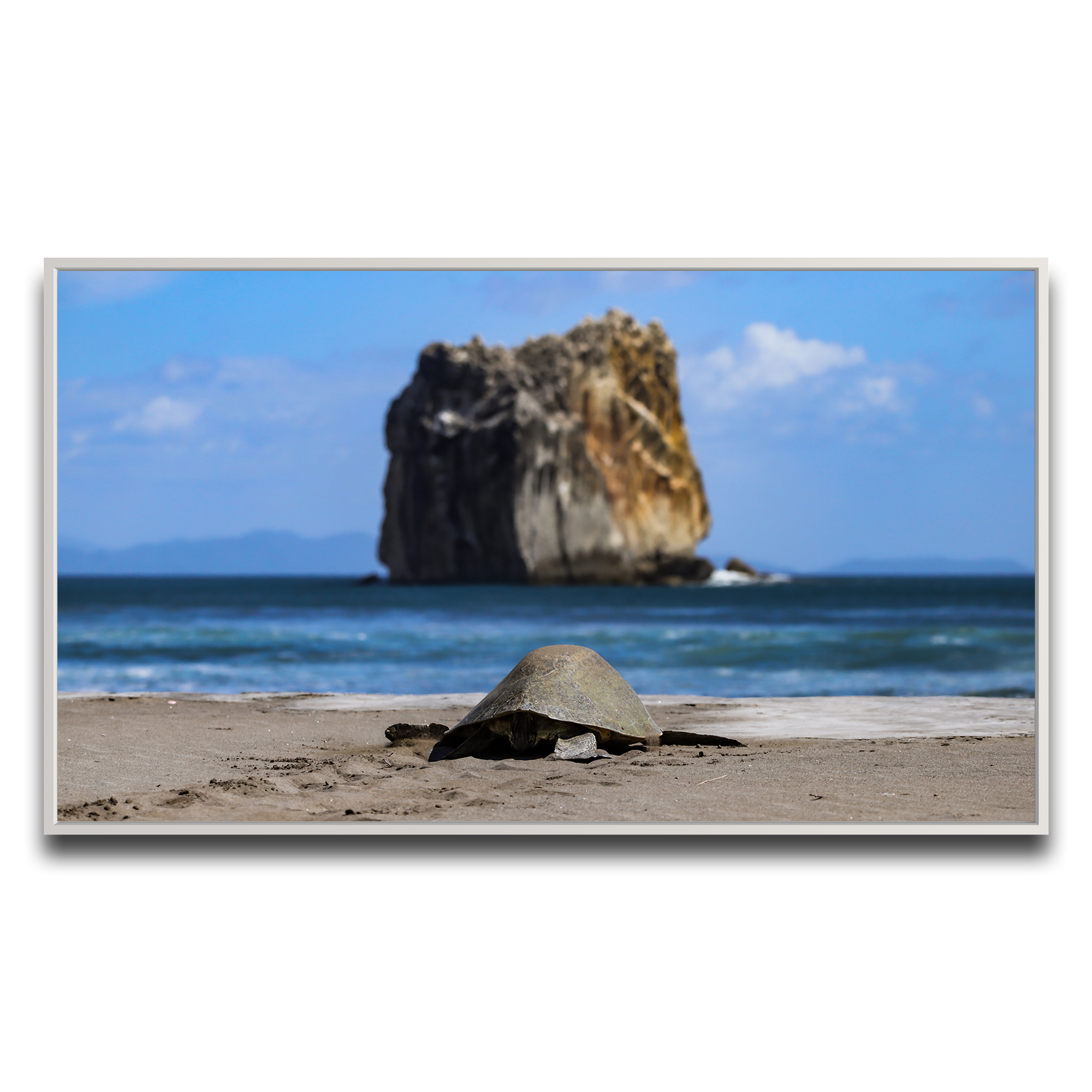 Tortuga en Peña Bruja