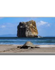 Tortuga en Peña Bruja