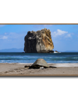 Tortuga en Peña Bruja