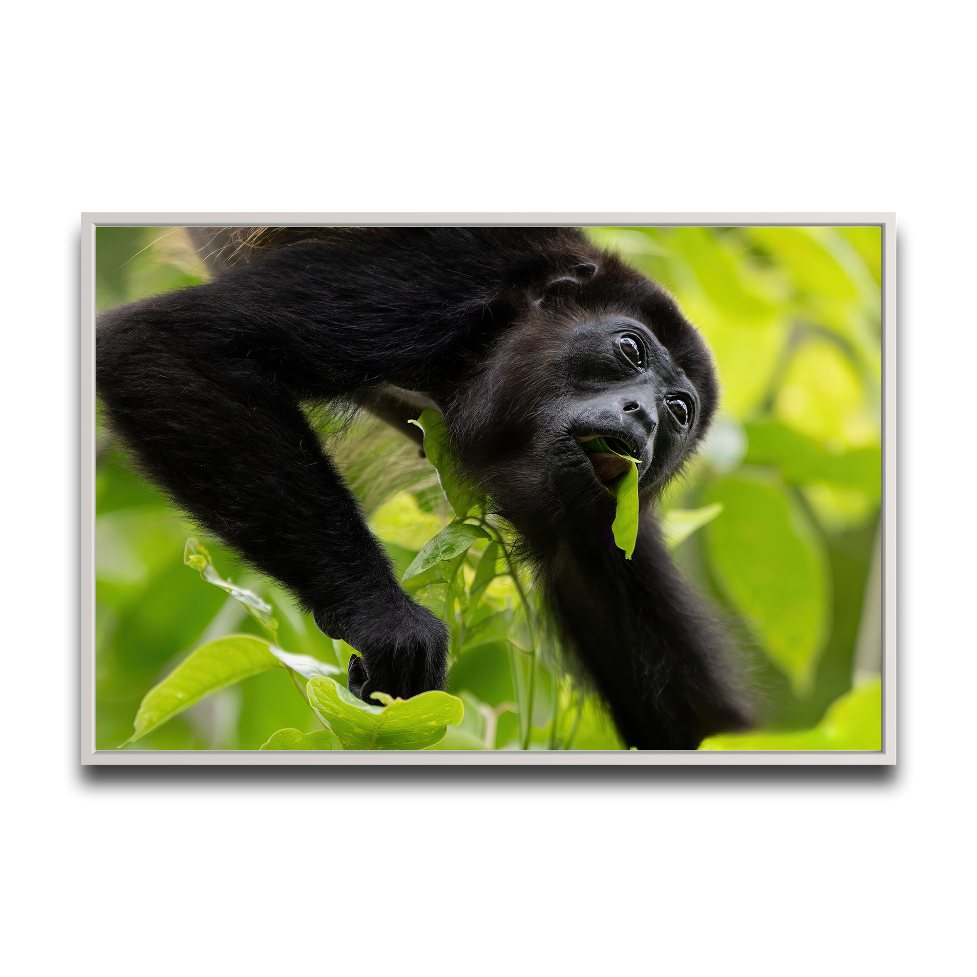 Canopy Munchies