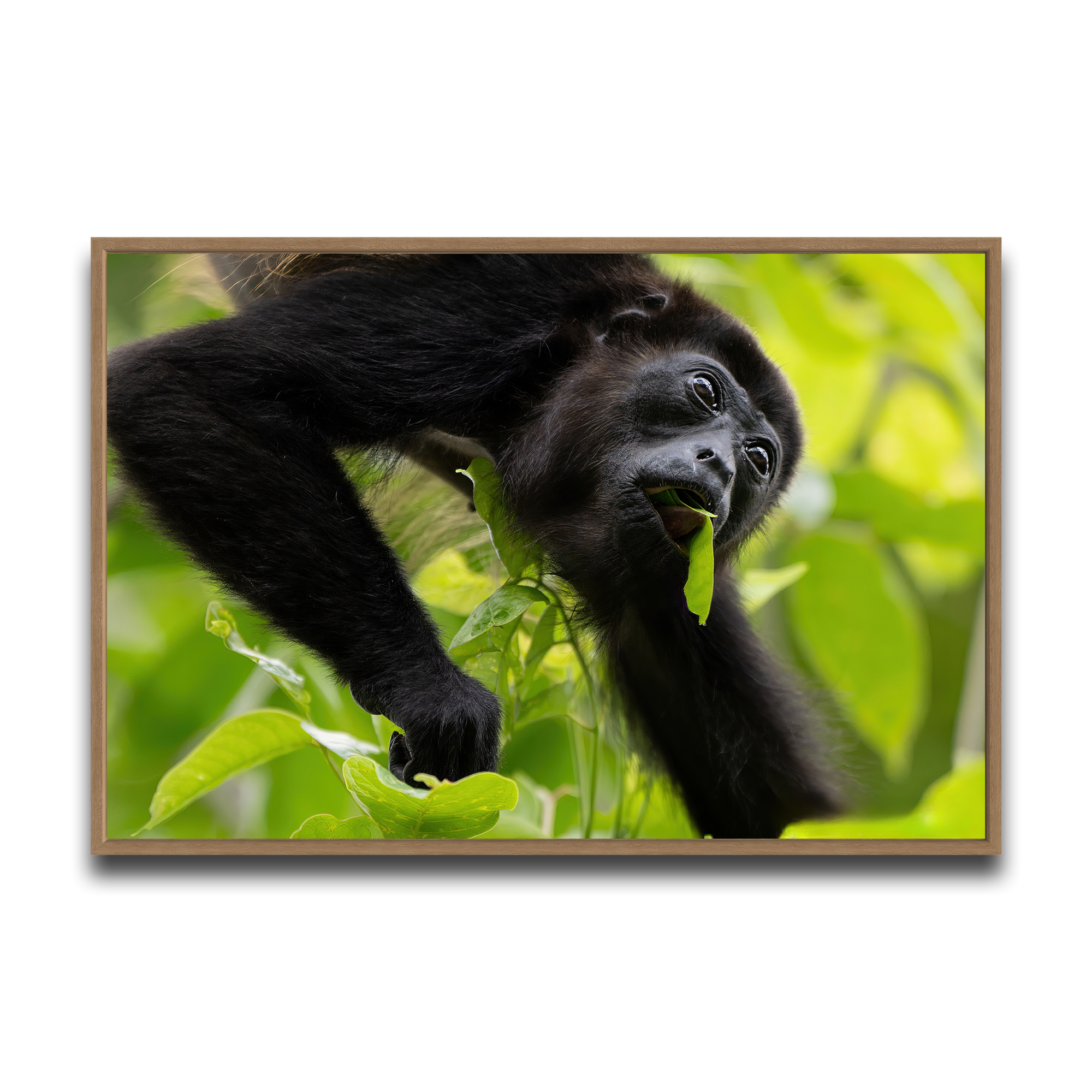 Canopy Munchies