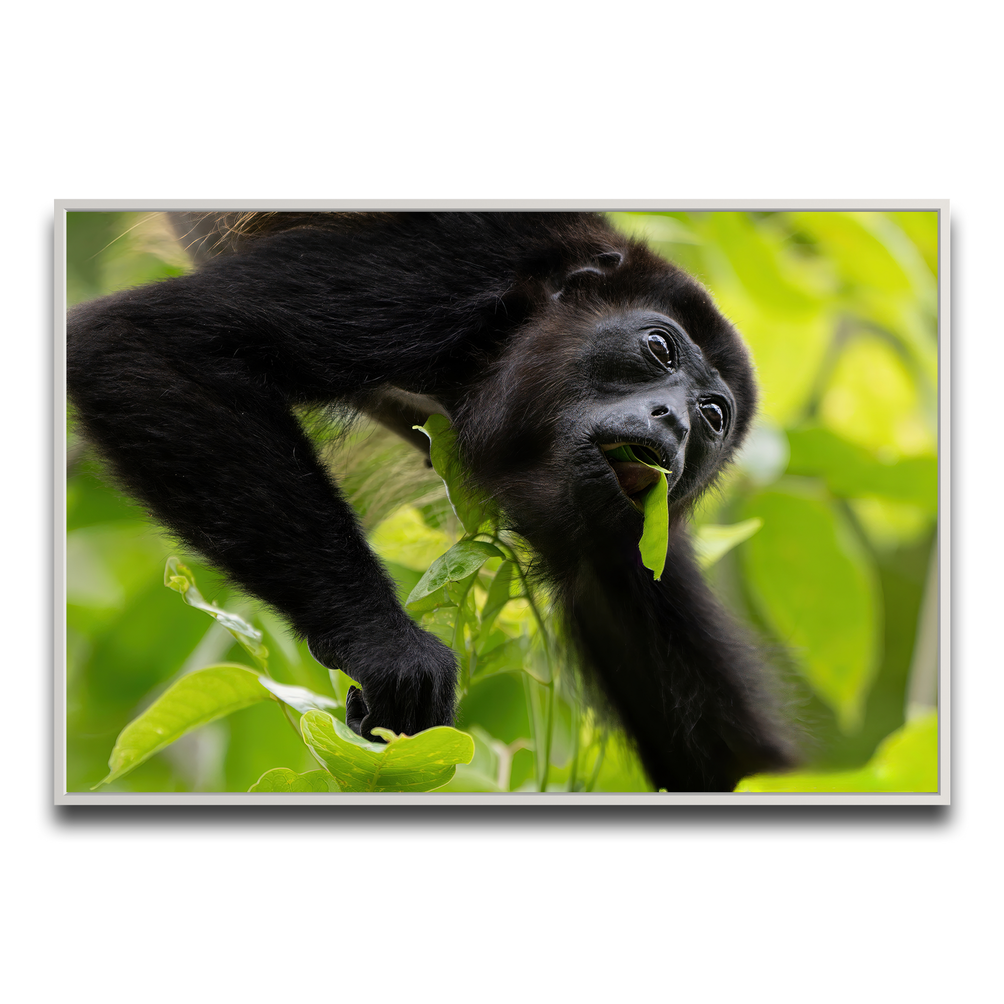 Canopy Munchies